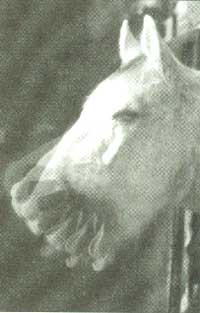 Headshaking in horses has many causes, and can be difficult to treat.